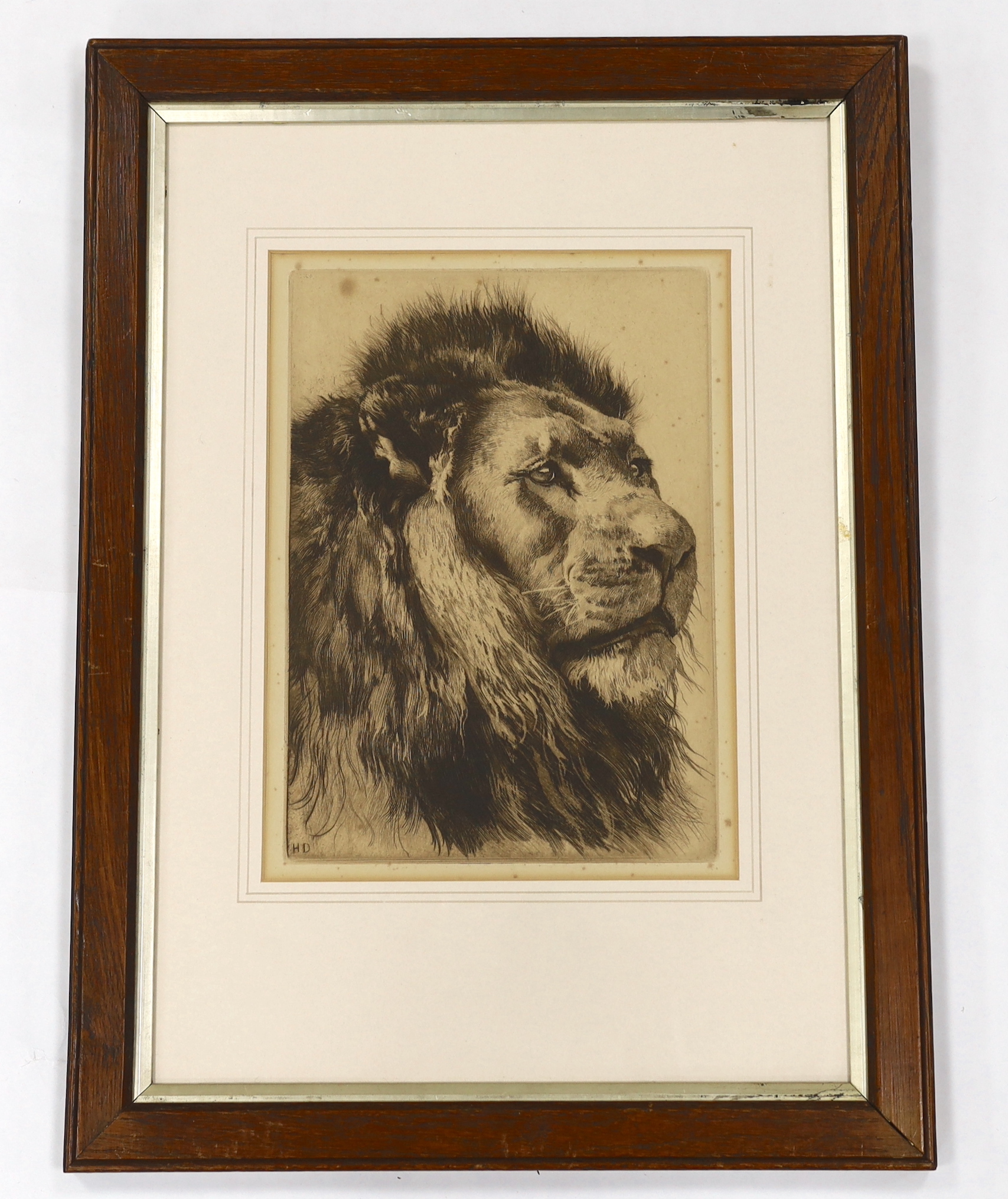Herbert Dicksee (1862-1942), etching, Head of a Lion, 29 x 21cm